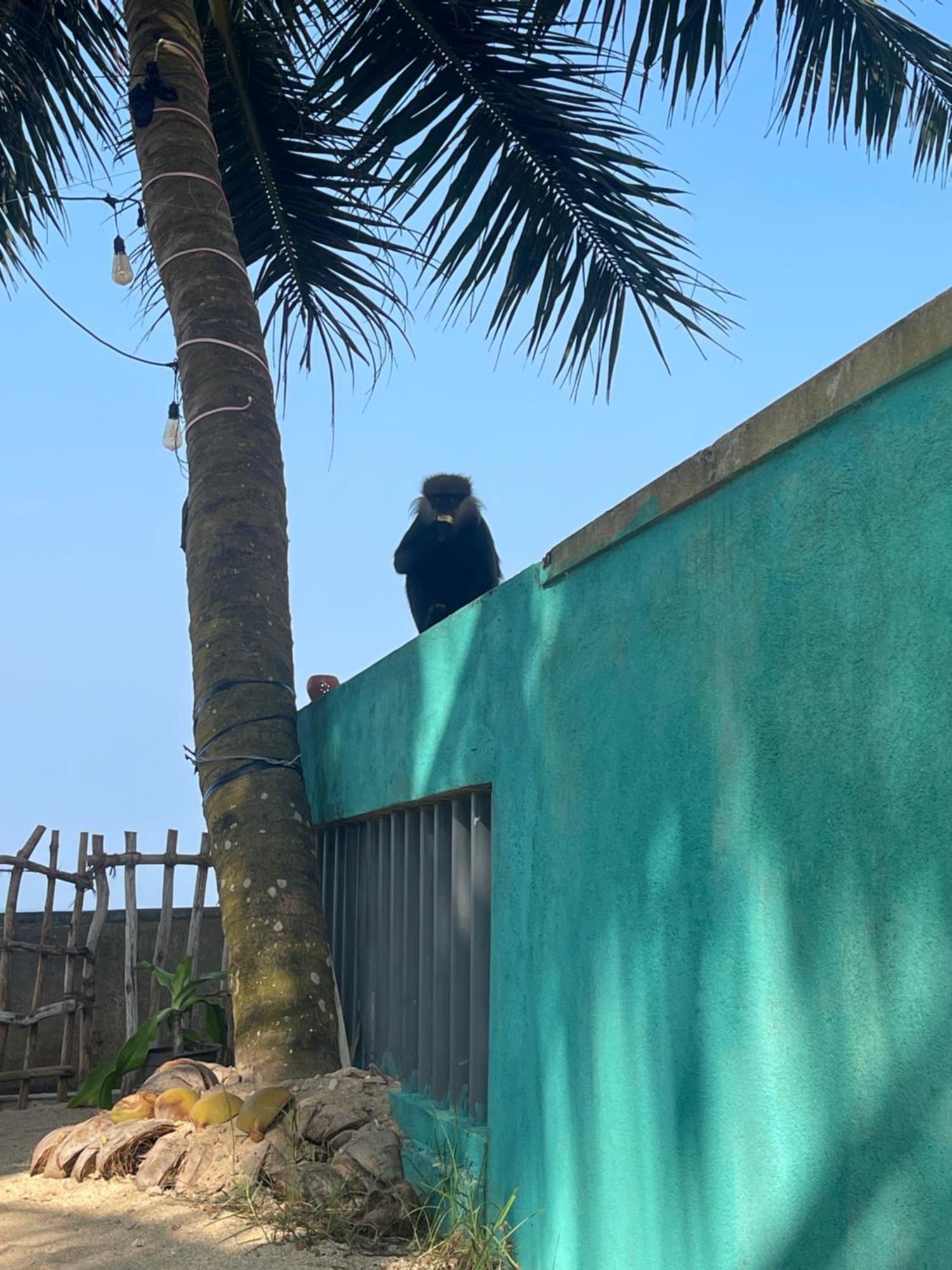 Blue Maalu Resort Ambalangoda  Zewnętrze zdjęcie